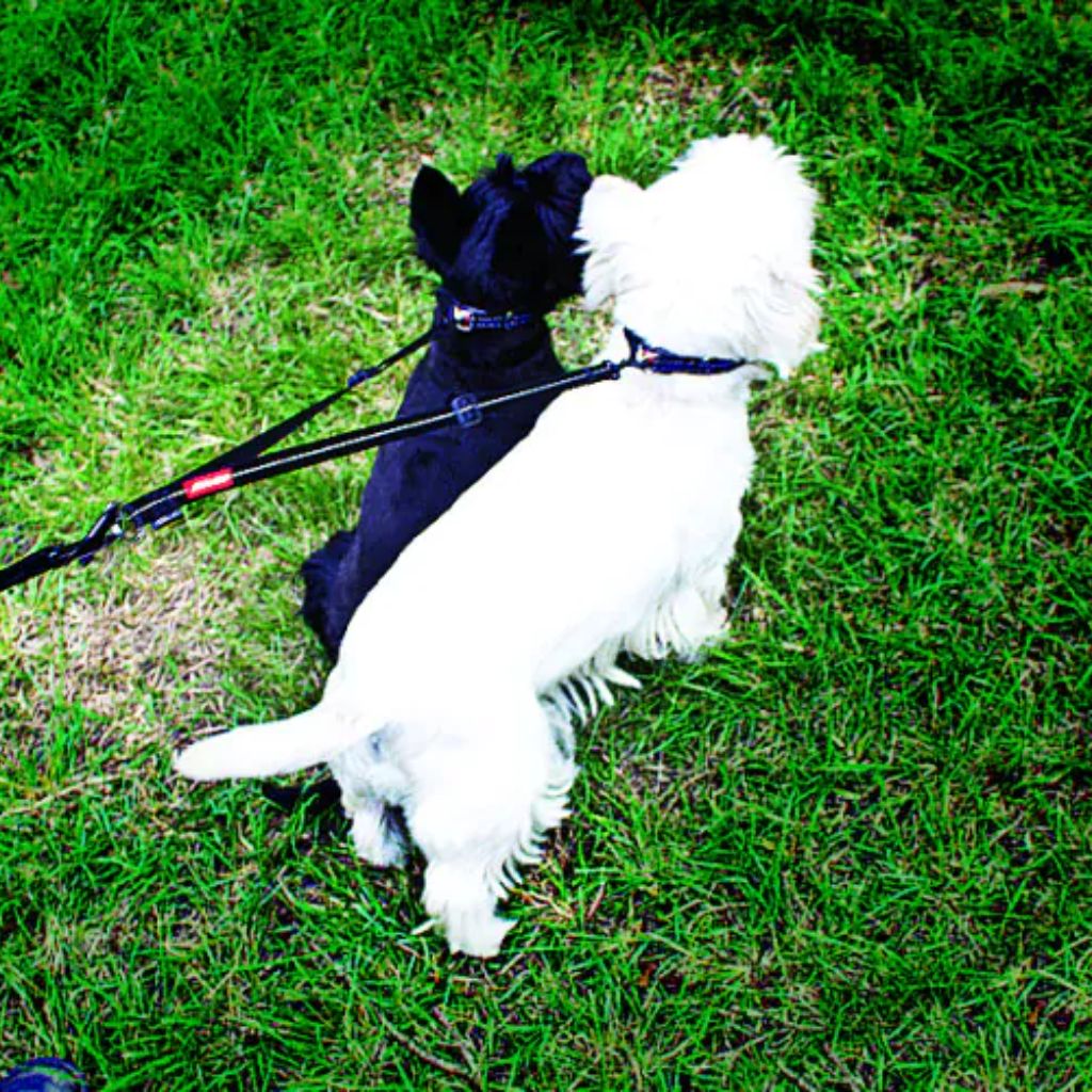 Ezydog Soft Touch Coupler LITE walk 2 dogs