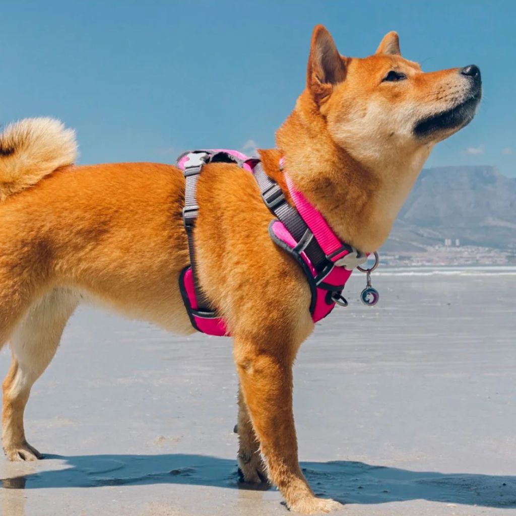 Red dingo harness pink