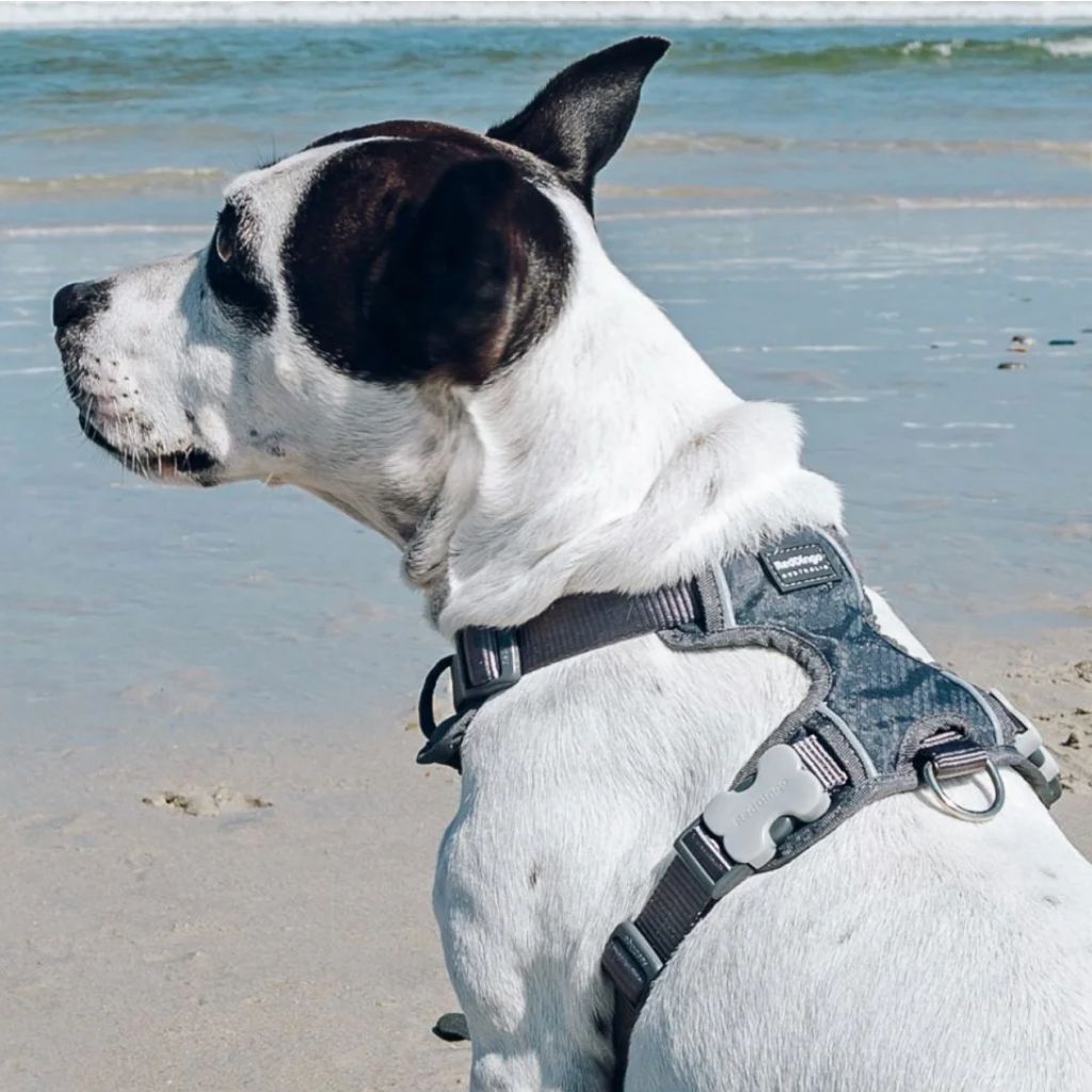 Red dingo Grey harness