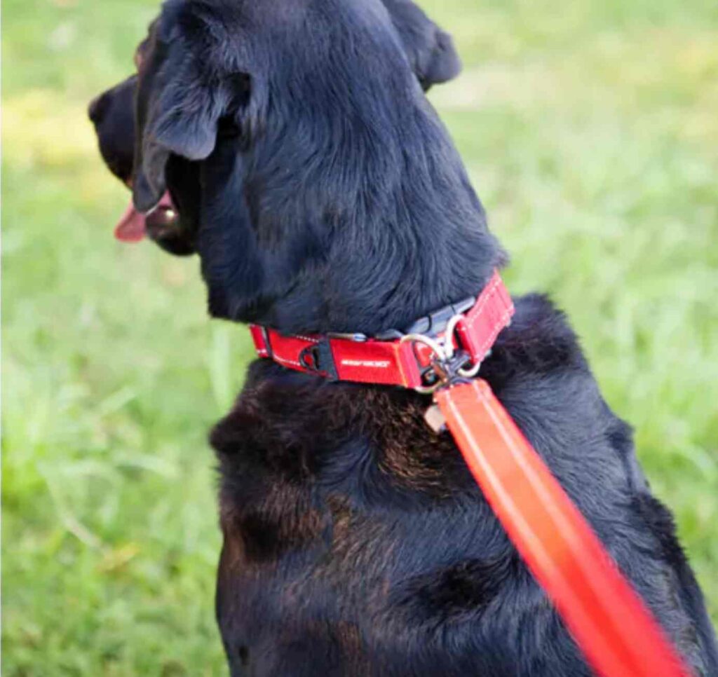 ezydog double up collar