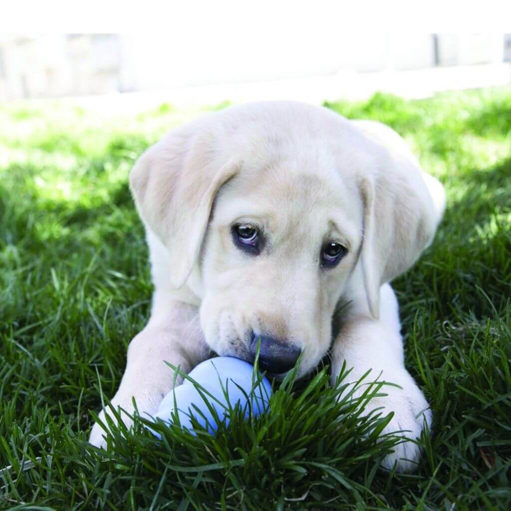 kong puppy toy reward toy