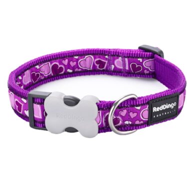 red dingo dog collar breezy love purple