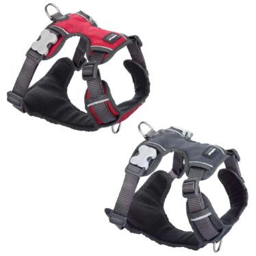 red dingo padded dog harness